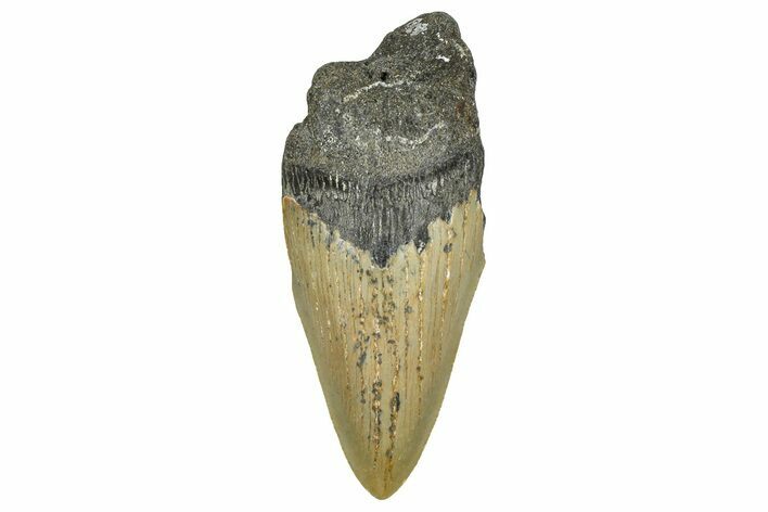 Partial, Fossil Megalodon Tooth - Serrated Blade #371719